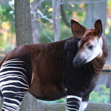 Okapi