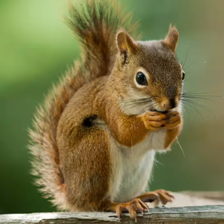 Wildlife Conservation